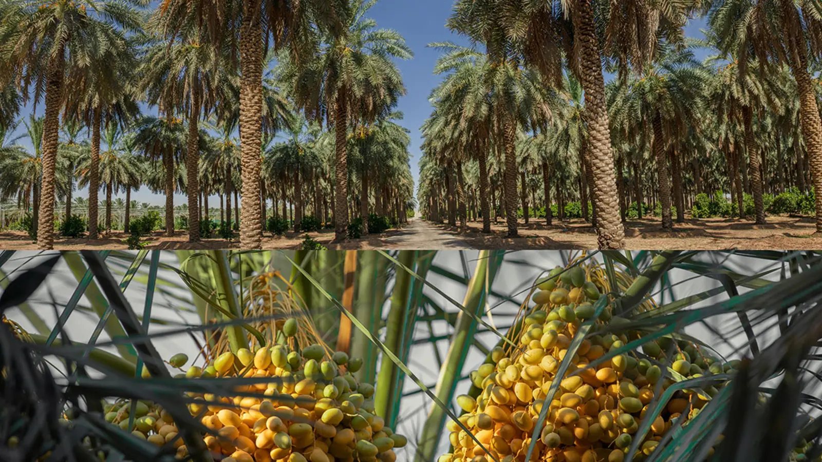 مزرعة نخيل سعودية مثمرة تُظهر صفوف النخل وعذوق التمر — نشاط زراعي قائم هو الشرط الجوهري لإصدار السجل الزراعي
