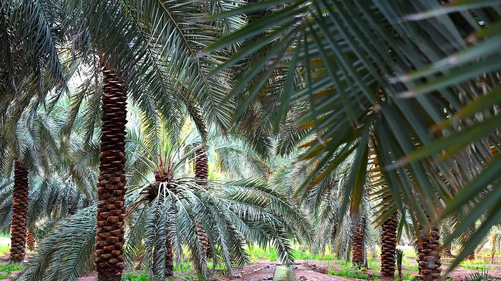 حيازة زراعية سعودية في منطقة المدينة المنورة: نخيل مثمر وقناة ري مكشوفة تمرّ بين الأحواض، وفسائل صغيرة على الأطراف