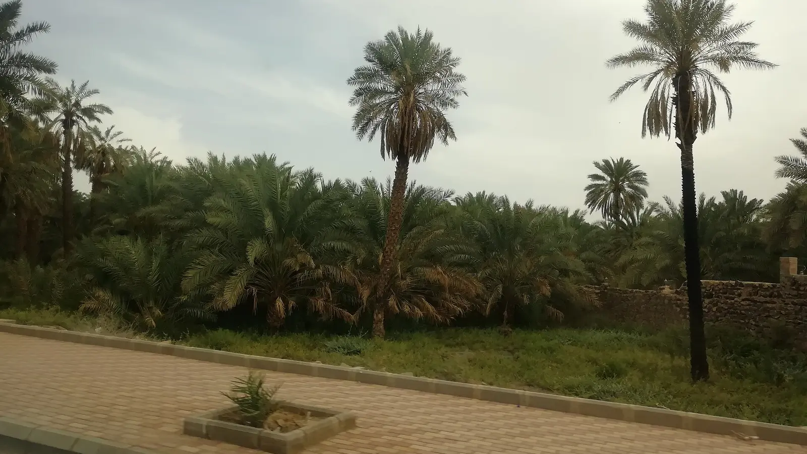 مزرعة نخيل تقليدية على أطراف طريق زراعي في السعودية