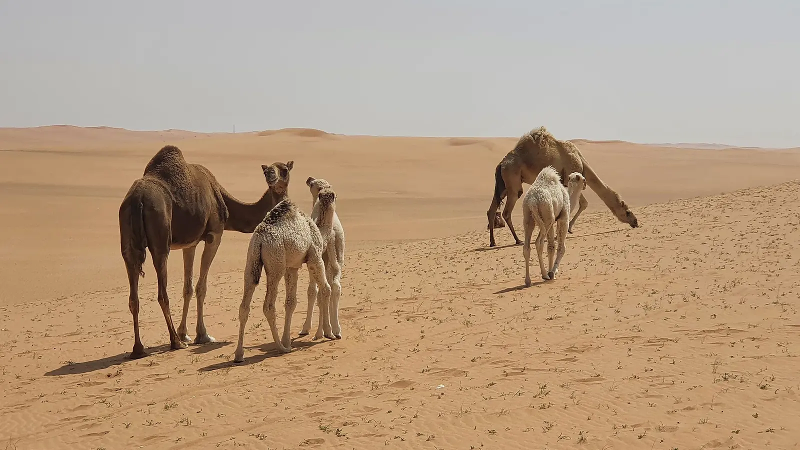 قطيع من الإبل مع صغارها في صحراء نجد الوسطى بالسعودية، من الثروة الحيوانية التي يشرف على قطاعها البيطري وزارة البيئة والمياه والزراعة