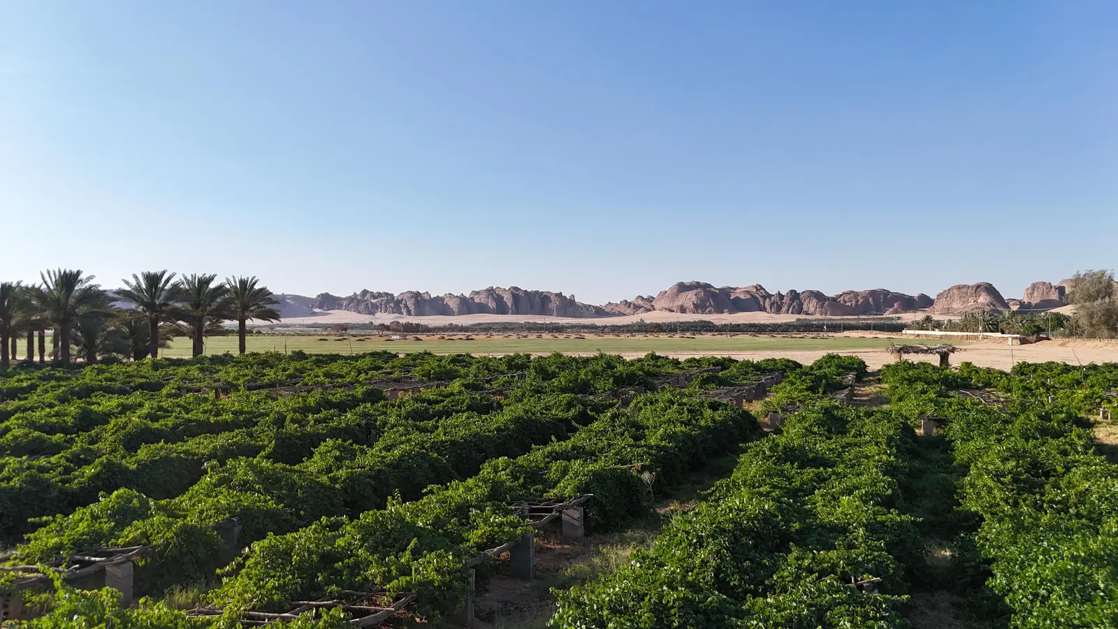 حيازة زراعية في محافظة العلا شمال غربي السعودية: صفوف كروم عنب ونخيل على حافة الصحراء أمام جبال رملية